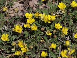 Image of Potentilla incana Gaertn. Mey. & Scherb.