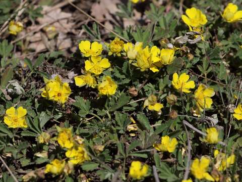 Image of Potentilla incana Gaertn. Mey. & Scherb.