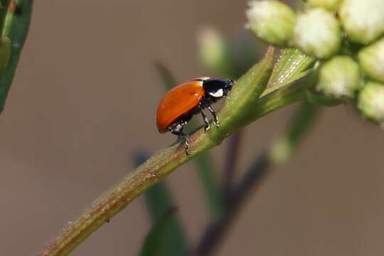 Image of Ladybird beetle