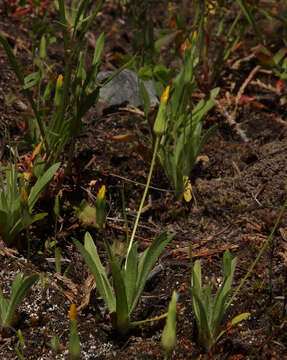 Plancia ëd Agoseris heterophylla (Nutt.) Greene