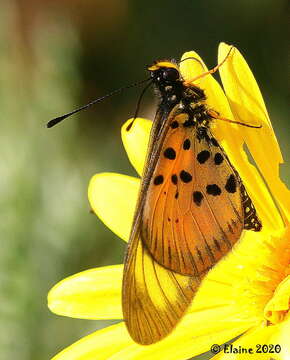 Image of Acraea igola Trimen 1889