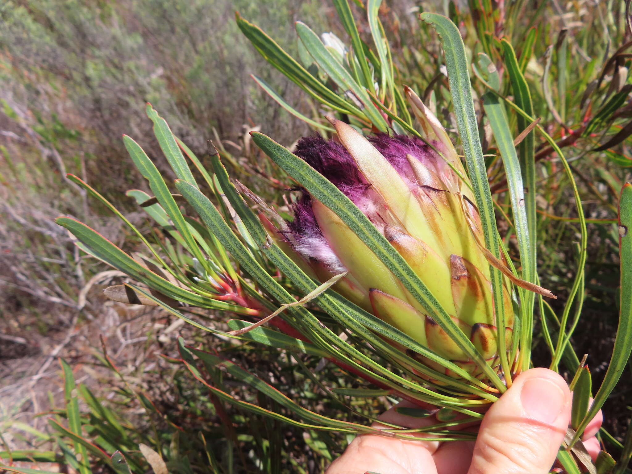 Imagem de Protea longifolia Andr.