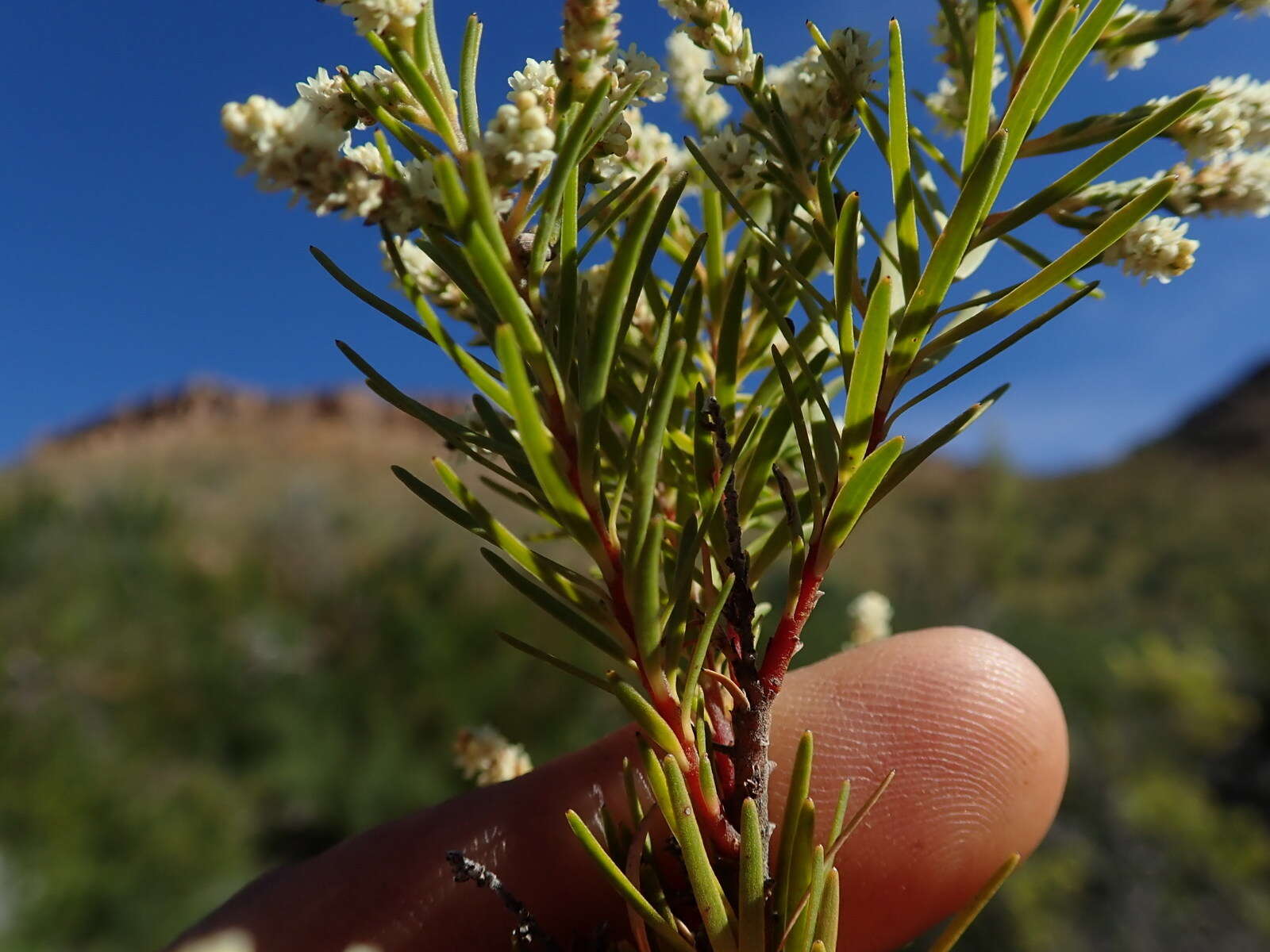 Brunia africana (Burm. fil.) Class.-Bockh. & E. G. H. Oliv. resmi