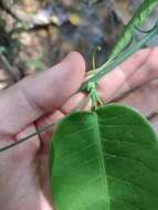 Passiflora cerradensis Sacco的圖片