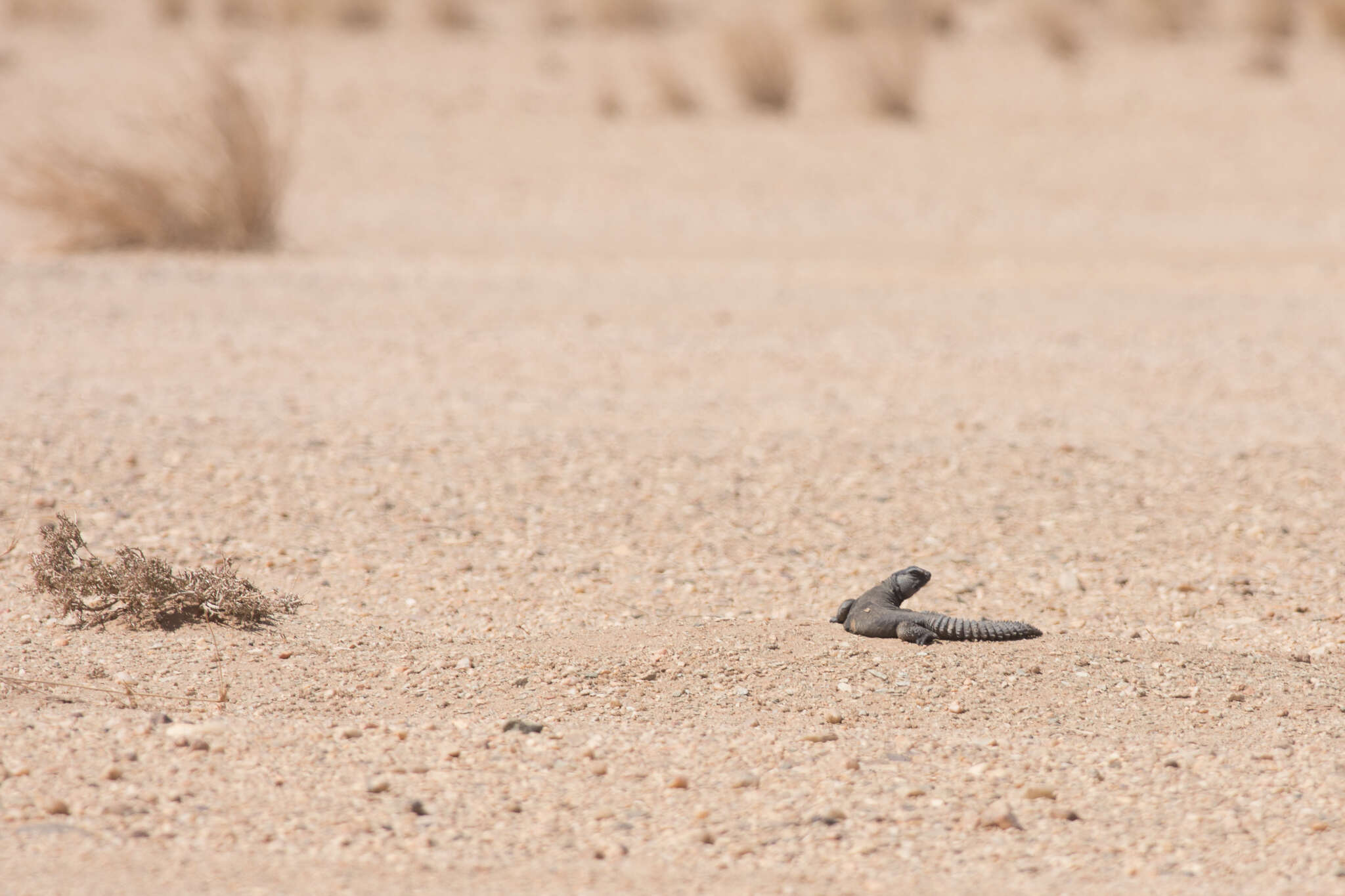 Image of Sudan mastigure