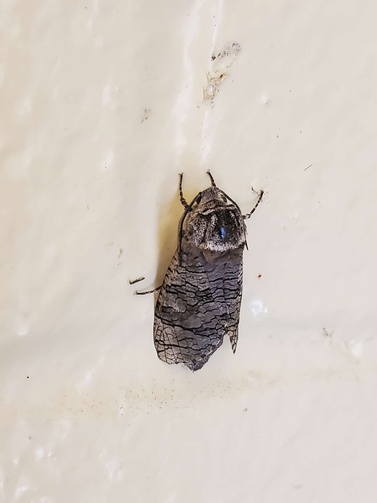 Image of Little Carpenterworm Moth