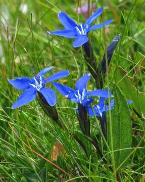 Image de Gentiana pumila subsp. pumila