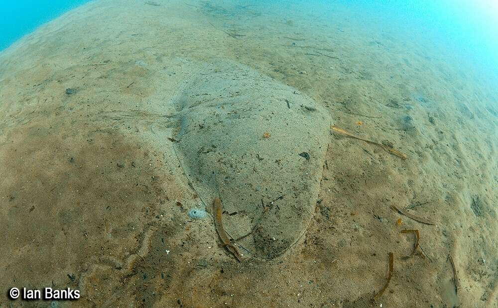 Image of Australian Butterfly Ray