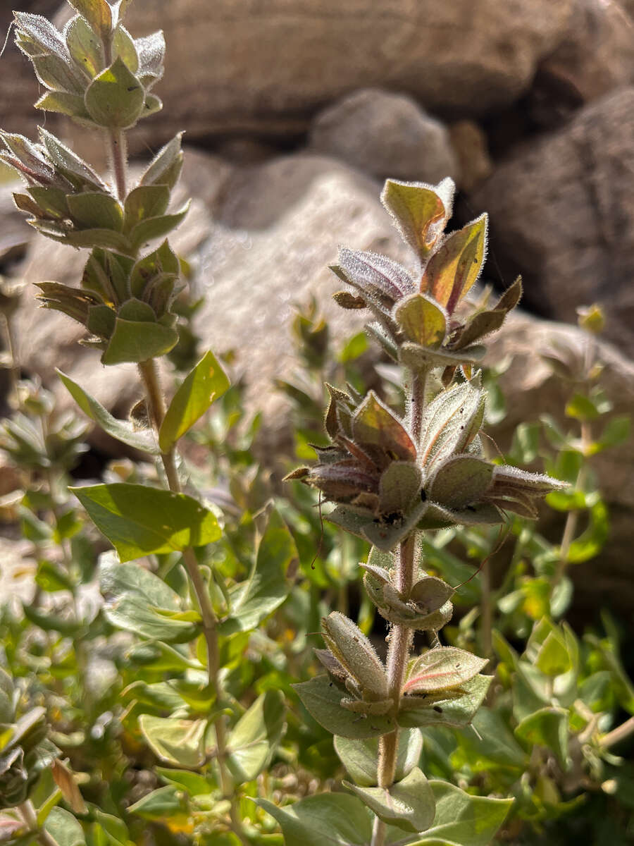 صورة Ruellia aspera (C. B. Cl.) Phillips