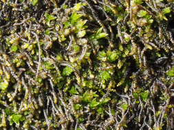 Image of Cephaloziella divaricata (Sm.) Schiffn.