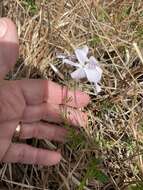 Image of Hentz's phlox