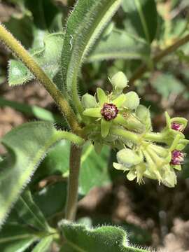 Image of Raphionacme procumbens Schltr.