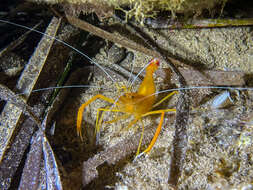 Image of golden coral shrimp