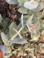 Imagem de Arctostaphylos luciana P. V. Wells