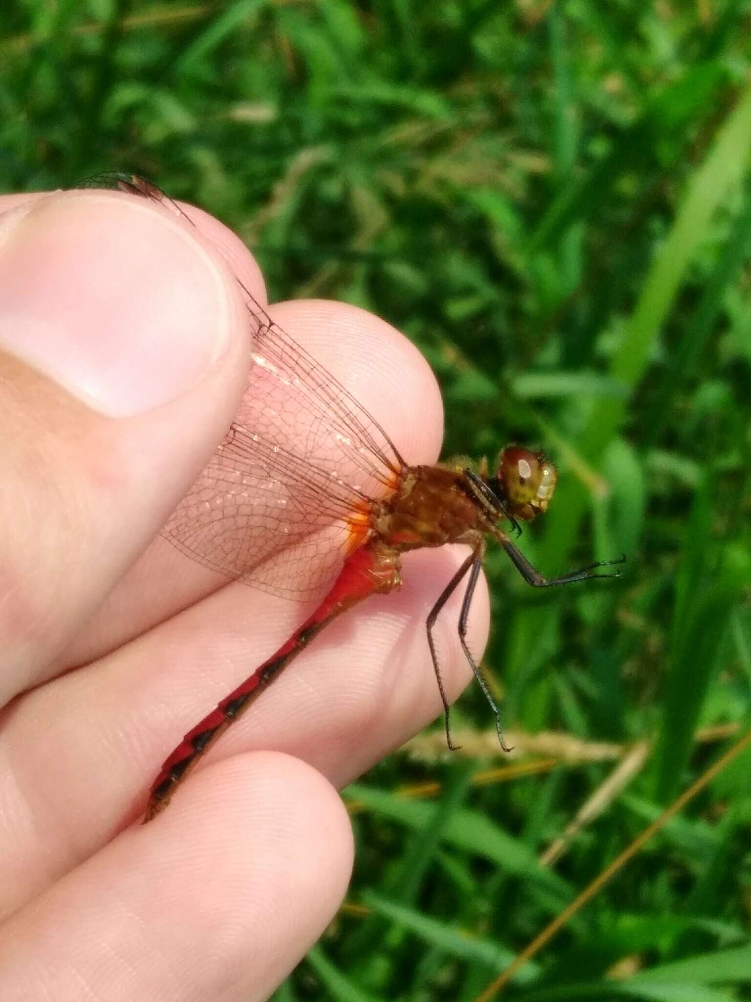 Image of Ruby Meadowhawk