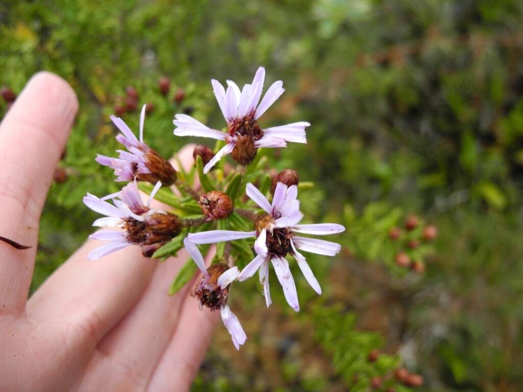 Image of Diplostephium vermiculatum Cuatrec.