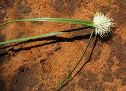 Image of Cyperus alatus subsp. albus (Nees) Lye