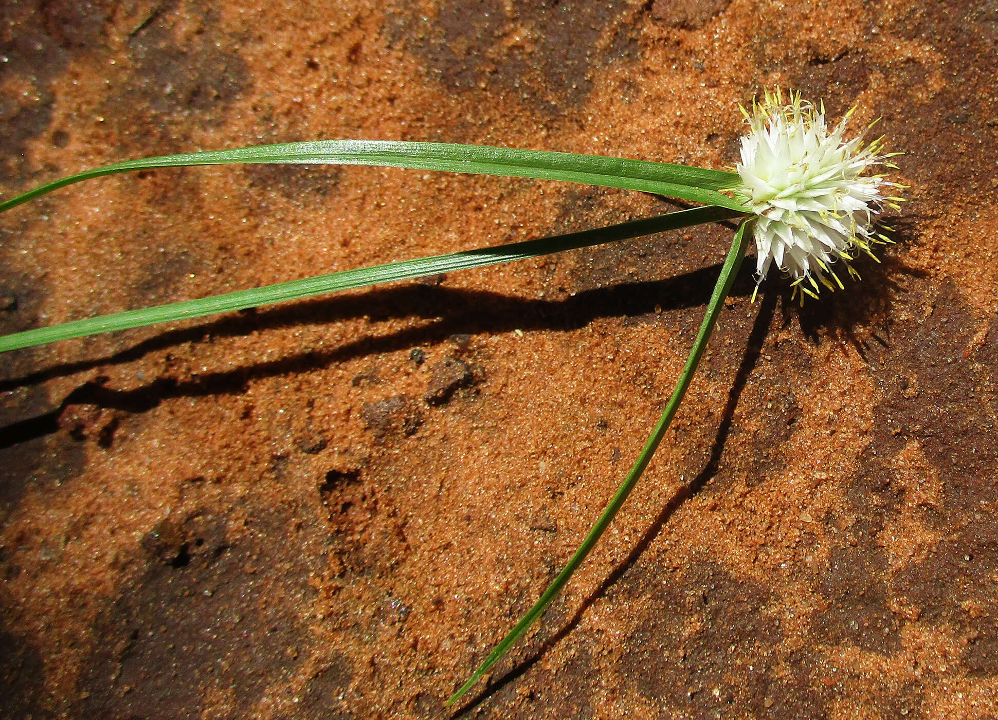 Image of Cyperus alatus subsp. albus (Nees) Lye