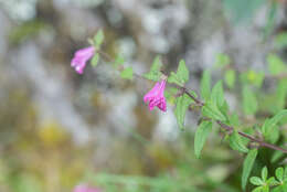 Image of Melampyrum klebelsbergianum Soó