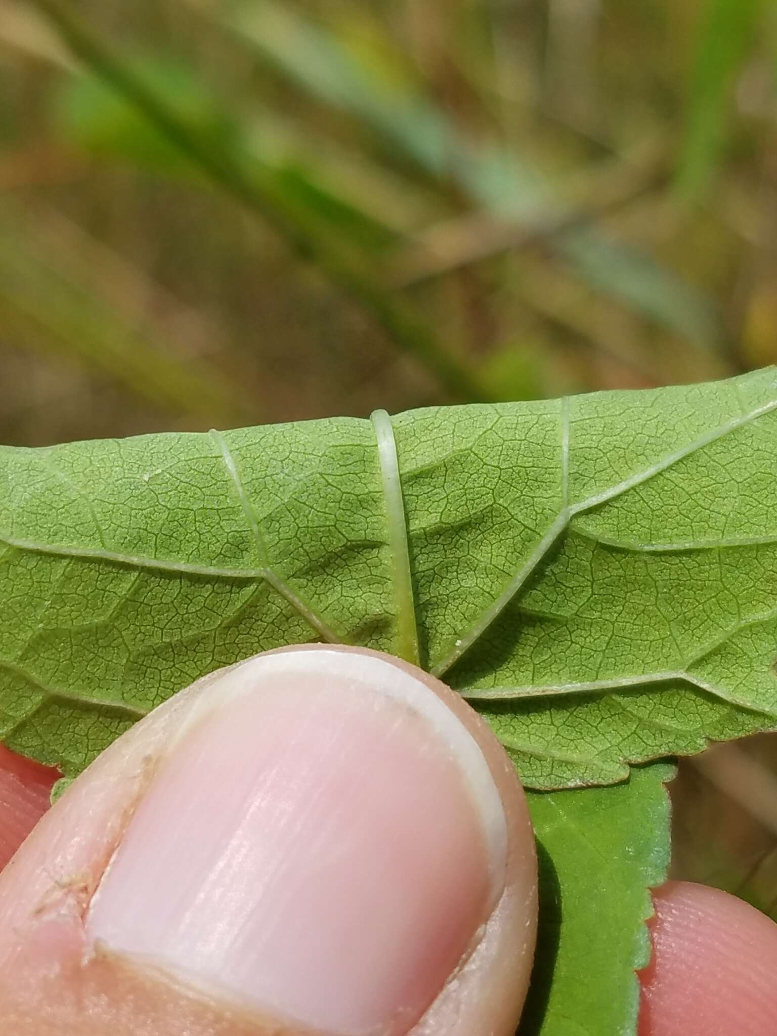 Image of halberdleaf rosemallow