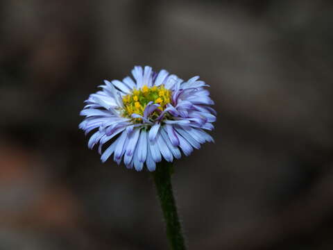 Image of Lagenophora stipitata (Labill.) Druce