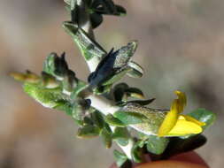 Image of Melolobium candicans (E. Mey.) Eckl. & Zeyh.