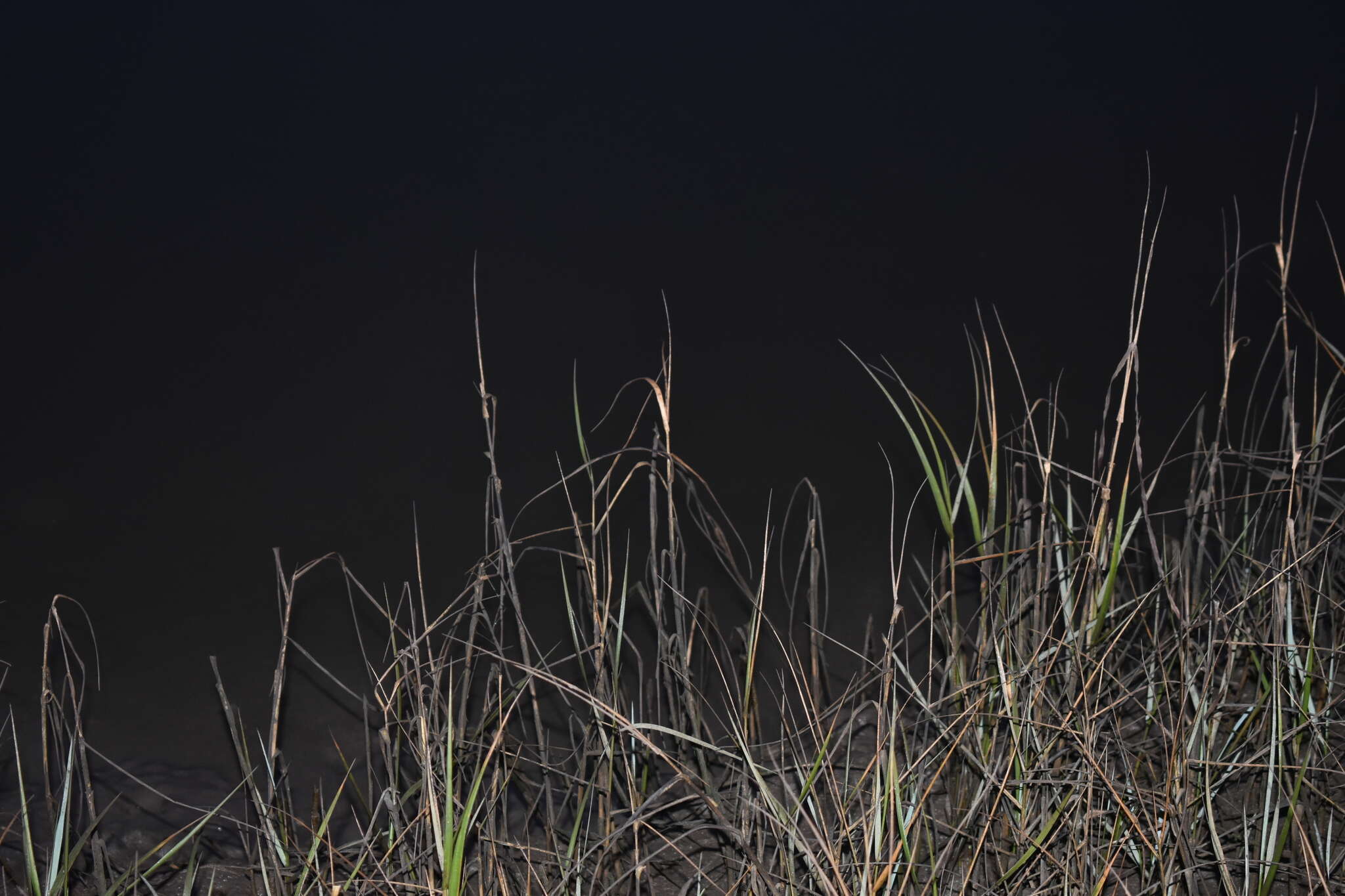 Image of California Cord Grass