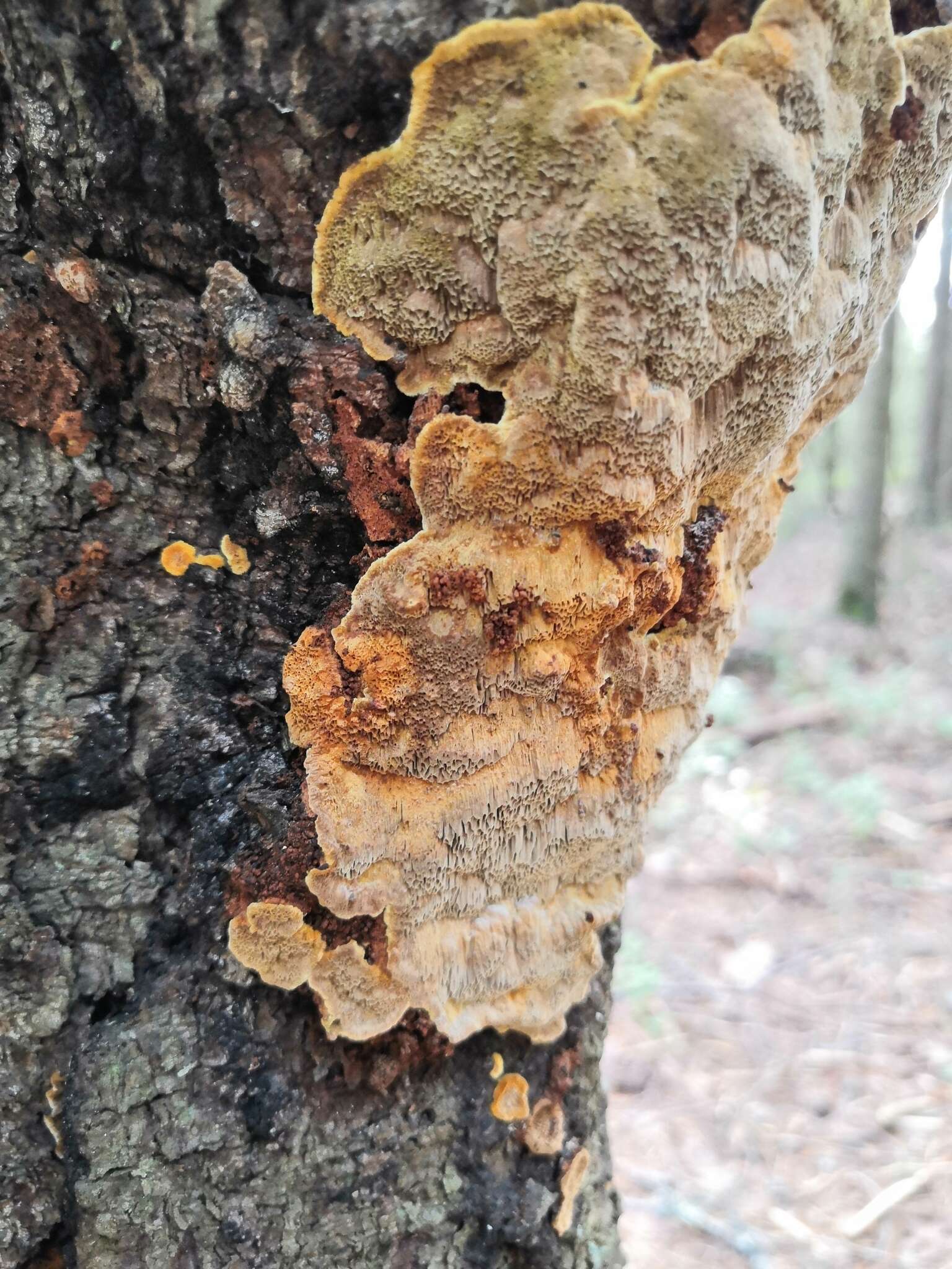 Image of Phellinus chrysoloma (Fr.) Donk 1971