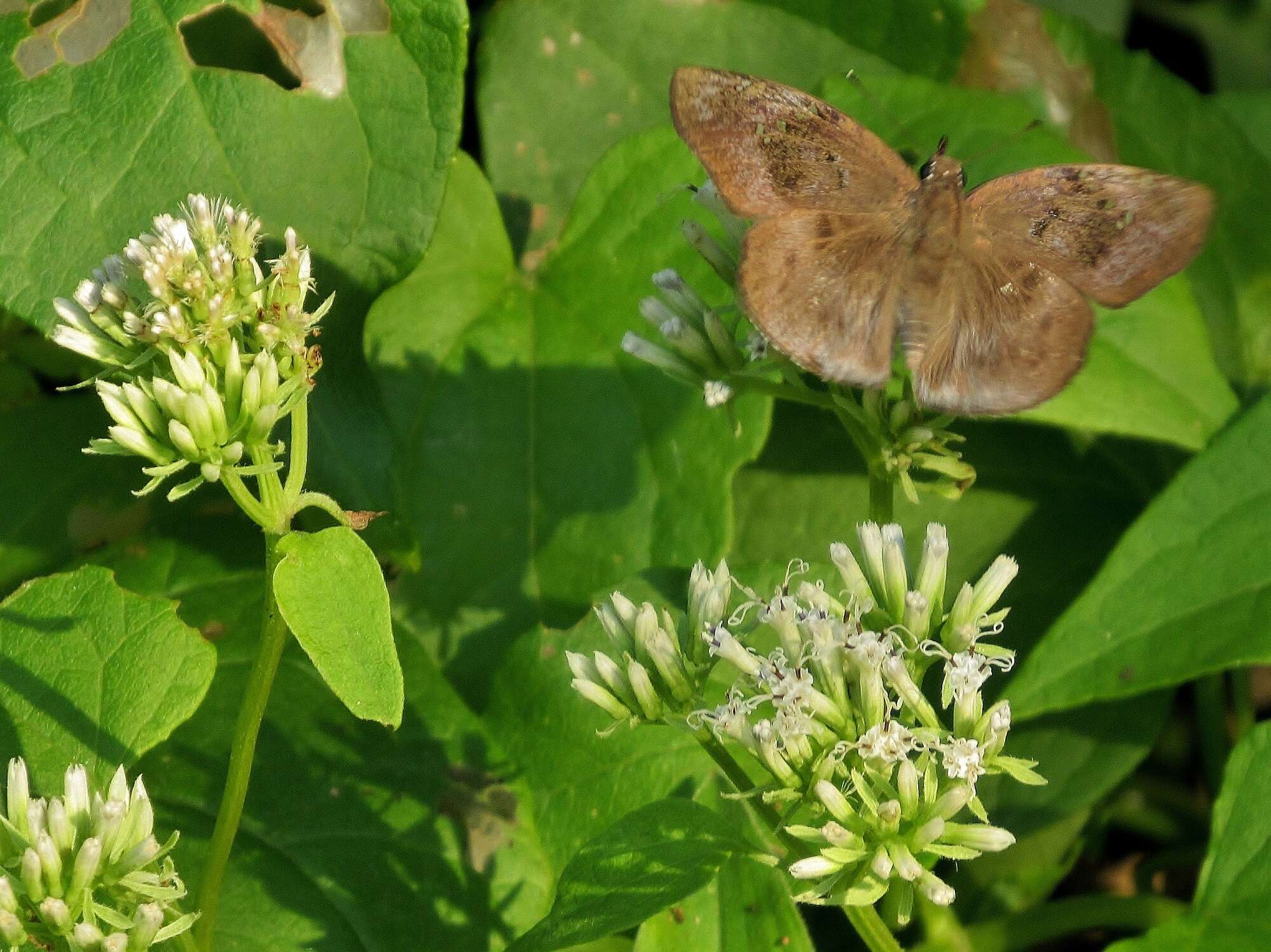 Tagiades flesus Fabricius 1781 resmi