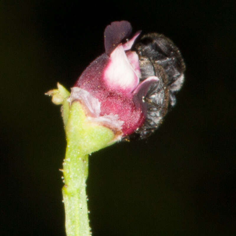 Scrophularia canina L. resmi