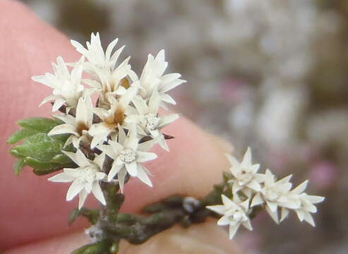 Image of Metalasia quinqueflora DC.