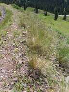 Image of Thurber's fescue