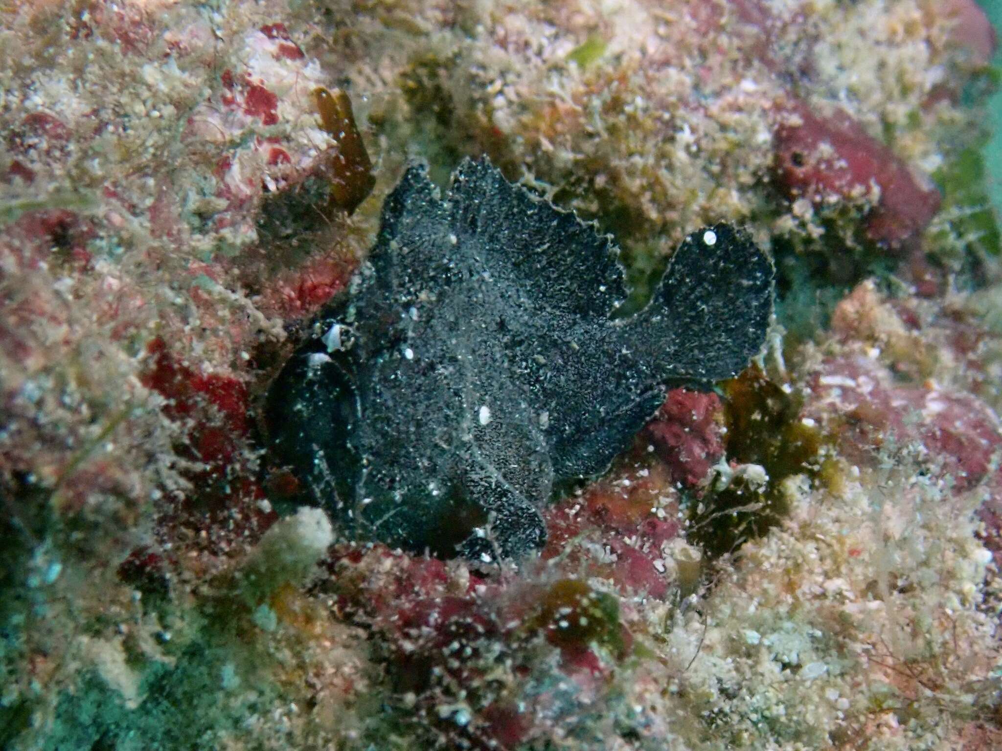 Image of Randall&#39;s frogfish