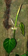 Image of heartleaf philodendron