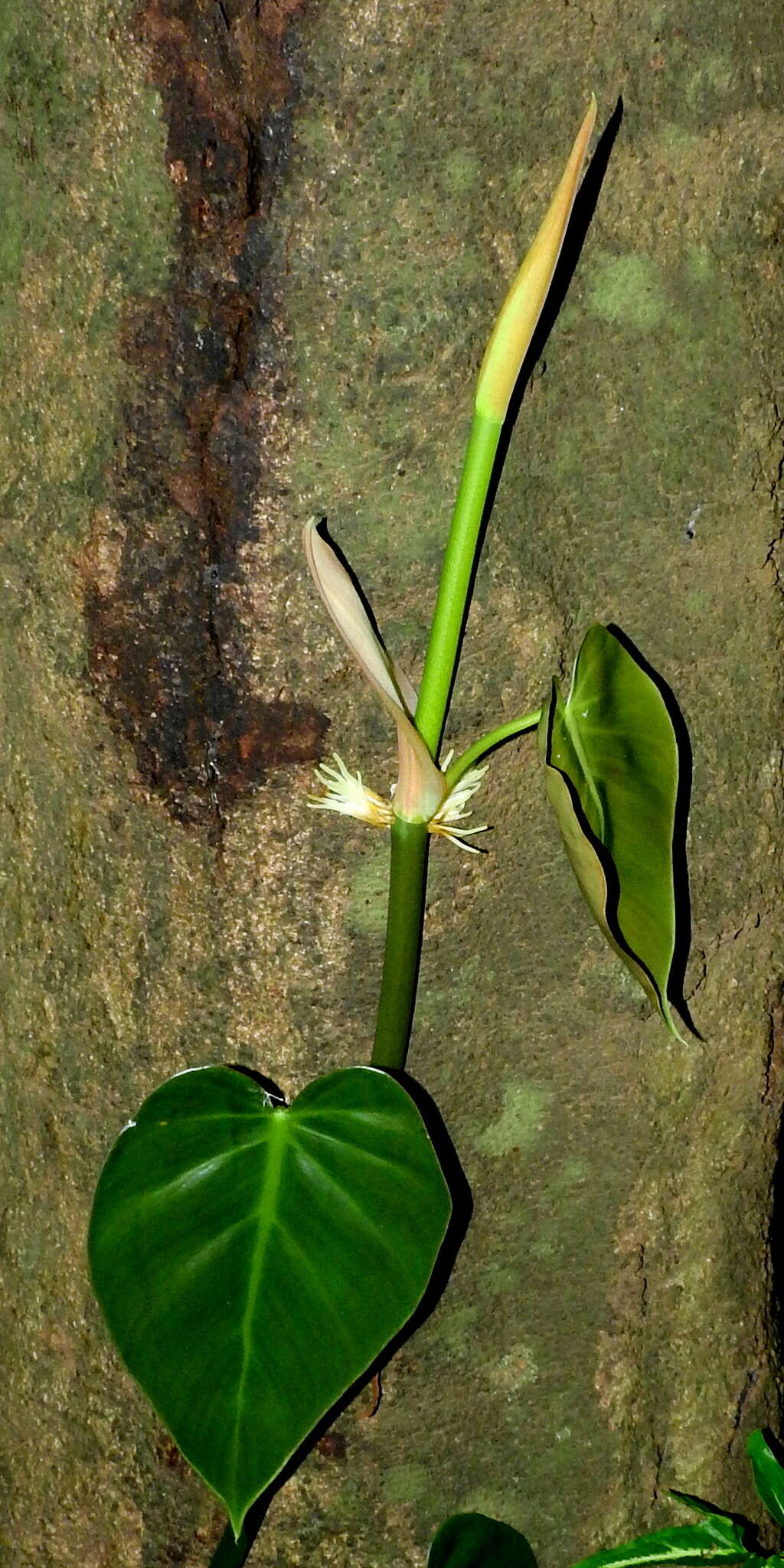 Image of heartleaf philodendron