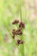 Image de Rhynchospora globularis (Chapm.) Small