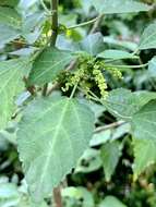 Imagem de Acalypha glabrata Thunb.