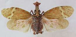 Image of Phrictus quinquepartitus Distant 1883