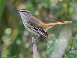 Image of White-browed Scrub Robin