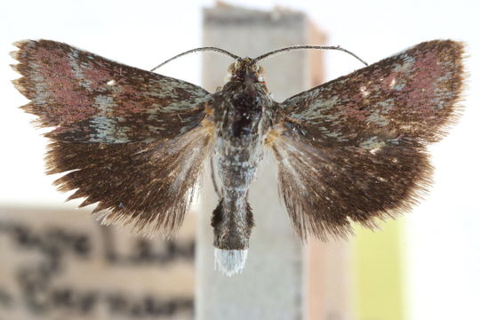 Image of <i>Porphyrorhegma fortunata</i> Munroe 1961
