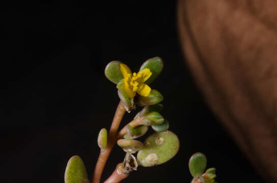 Image of Portulaca nitida (Danin & H. G. Baker) C. Ricceri & P. V. Arrigoni