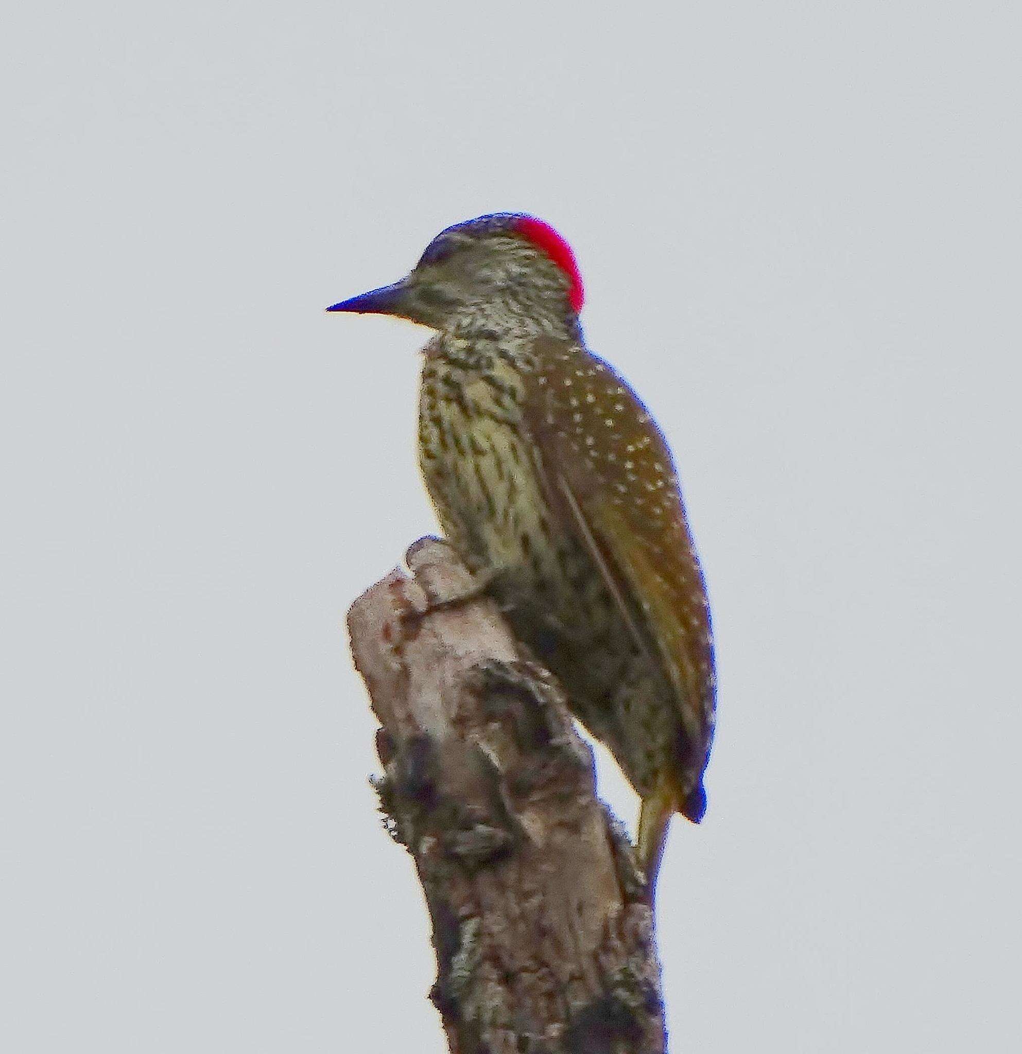 صورة Campethera abingoni constricta Clancey 1965