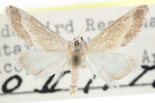 Image of <i>Cymbopteryx fuscimarginalis</i> Munroe 1961