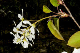 Image of Allegheny Serviceberry