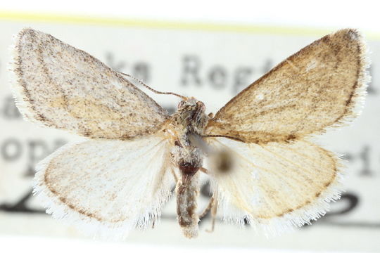 Image of <i>Cymbopteryx unilinealis</i> Barnes & Mc Dunnough 1918
