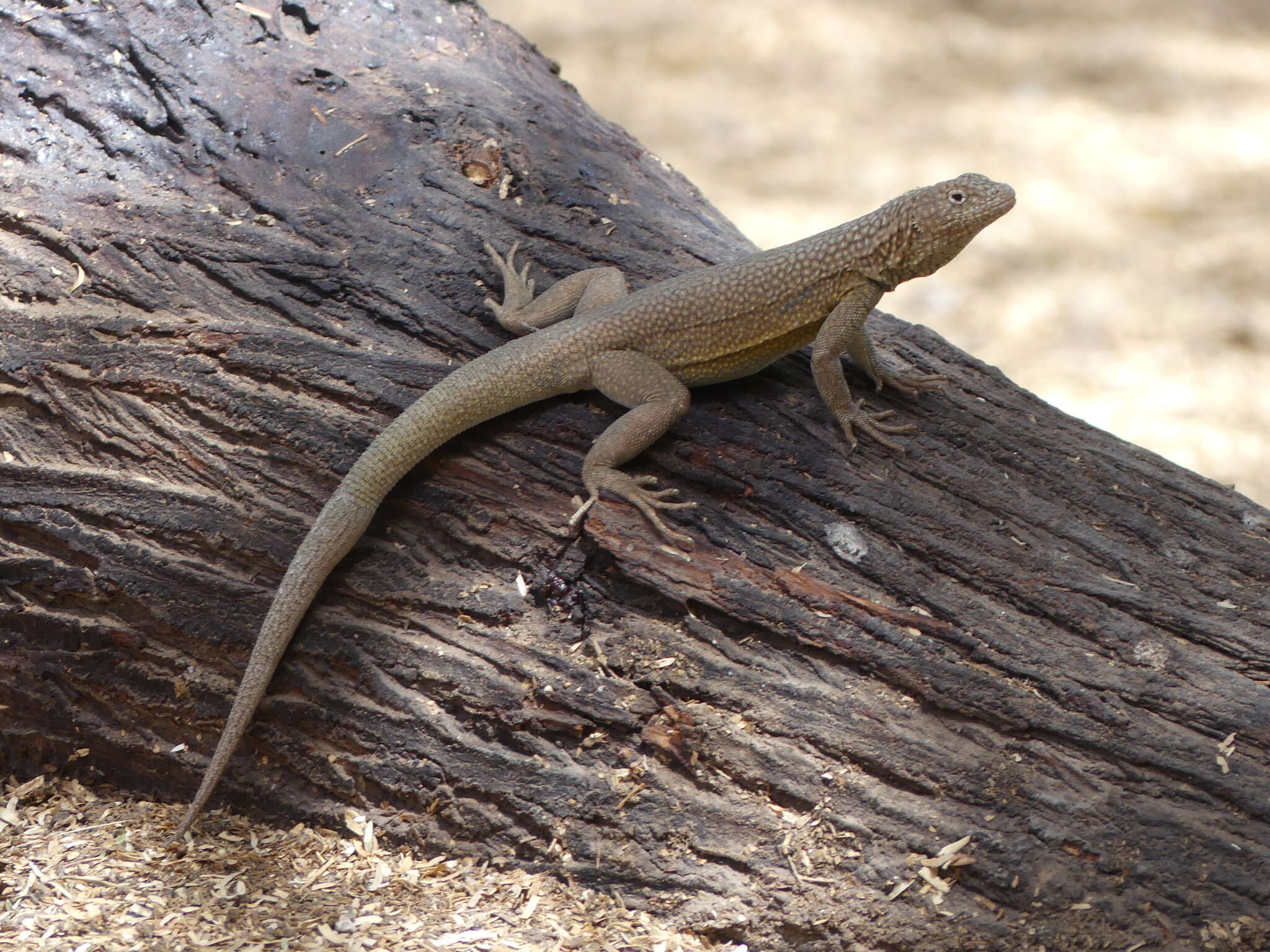 Plancia ëd Microlophus theresioides (Donoso-barros 1966)