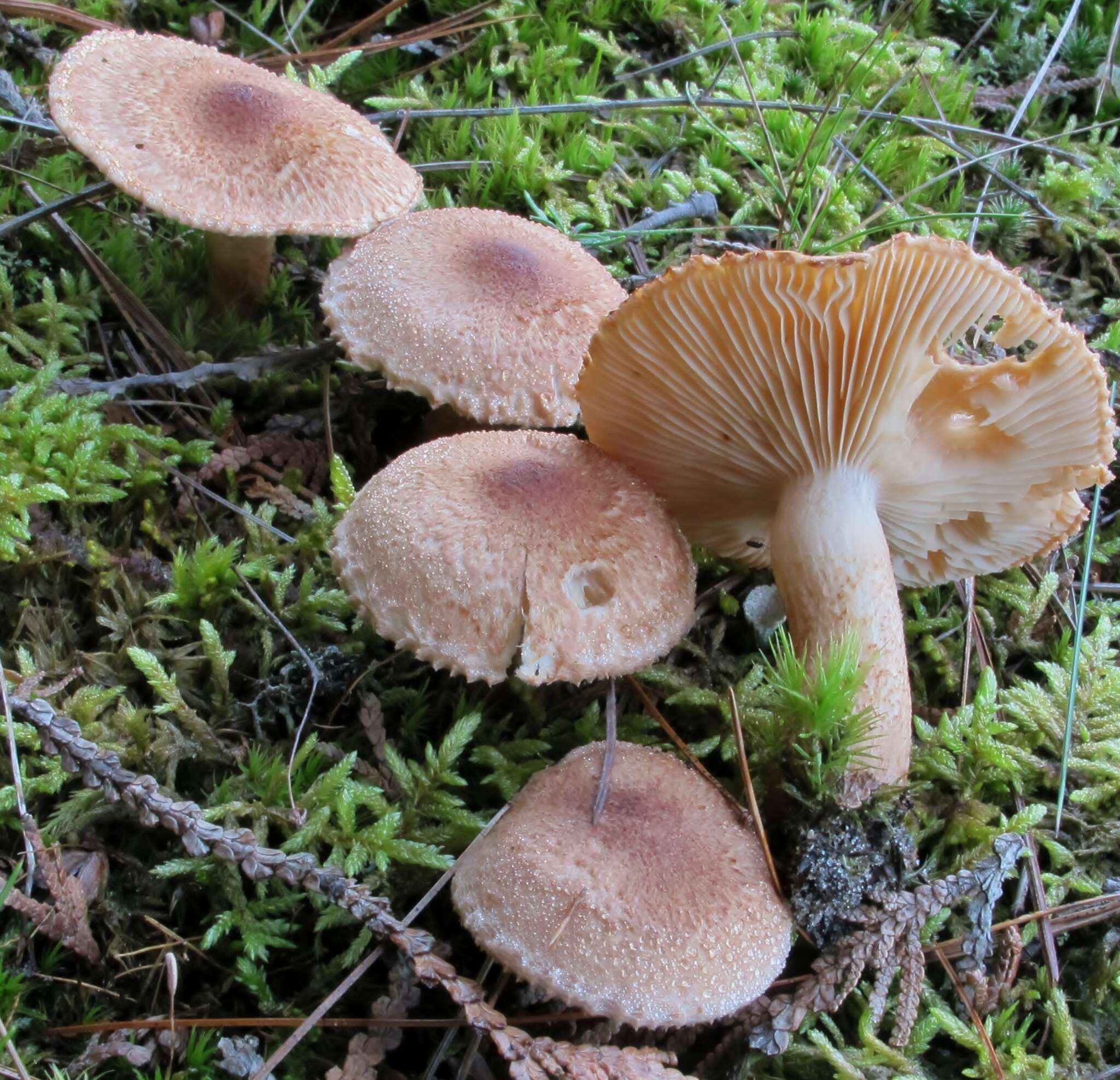 Слика од Tricholoma vaccinum (Schaeff.) P. Kumm. 1871