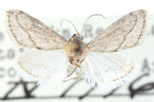 Image of <i>Cymbopteryx unilinealis</i> Barnes & Mc Dunnough 1918