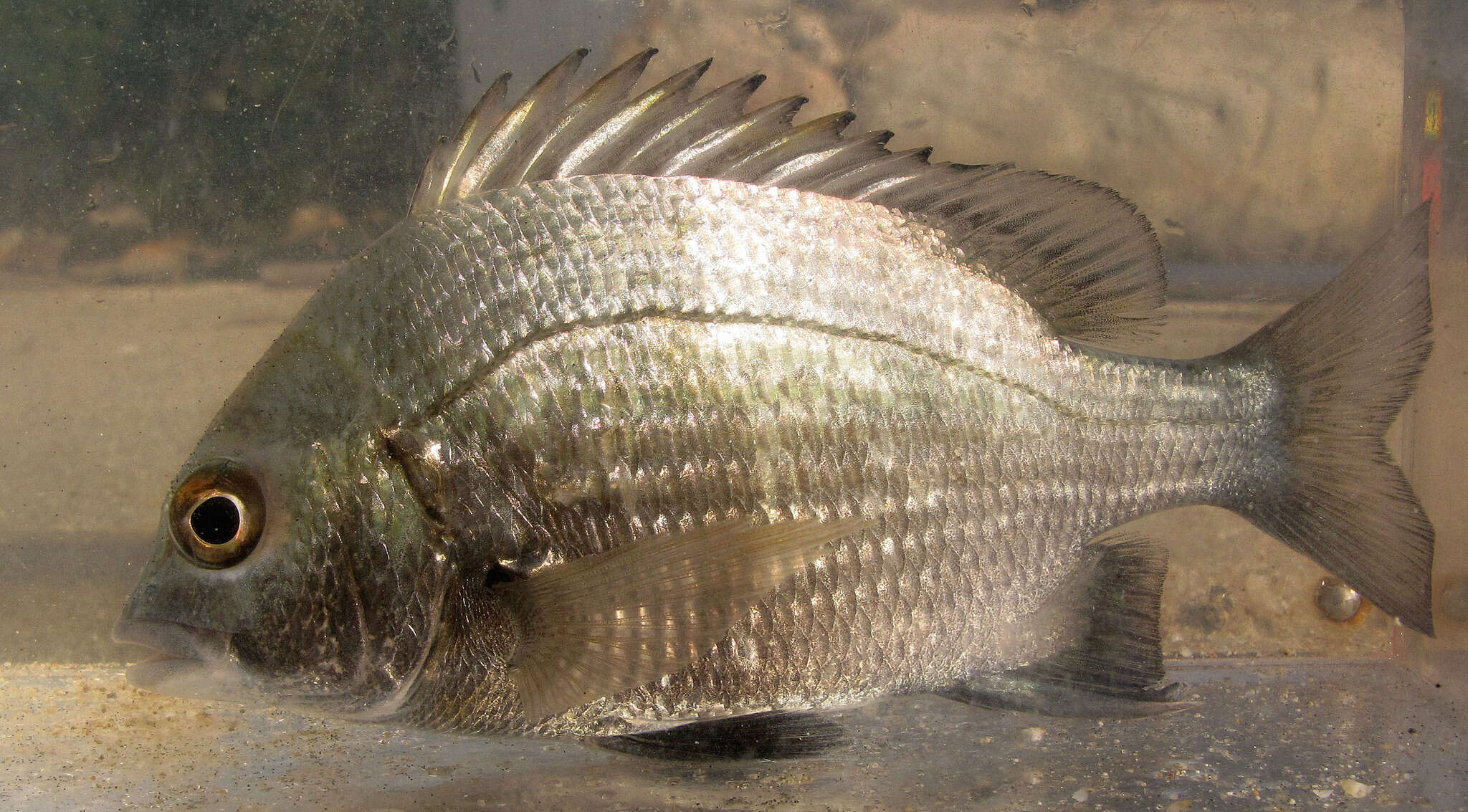 Image of Black bream