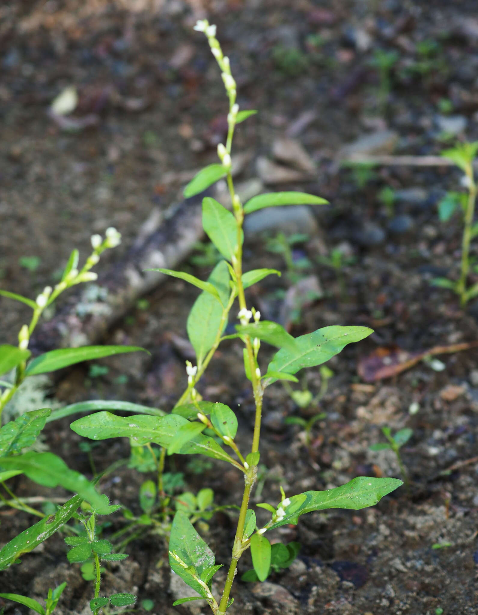 Image of Snake-root